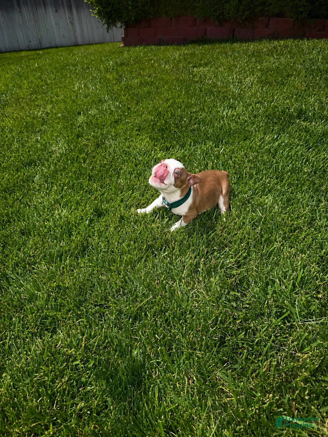 Boston Terrier dogs for sale: Max - Ad 2