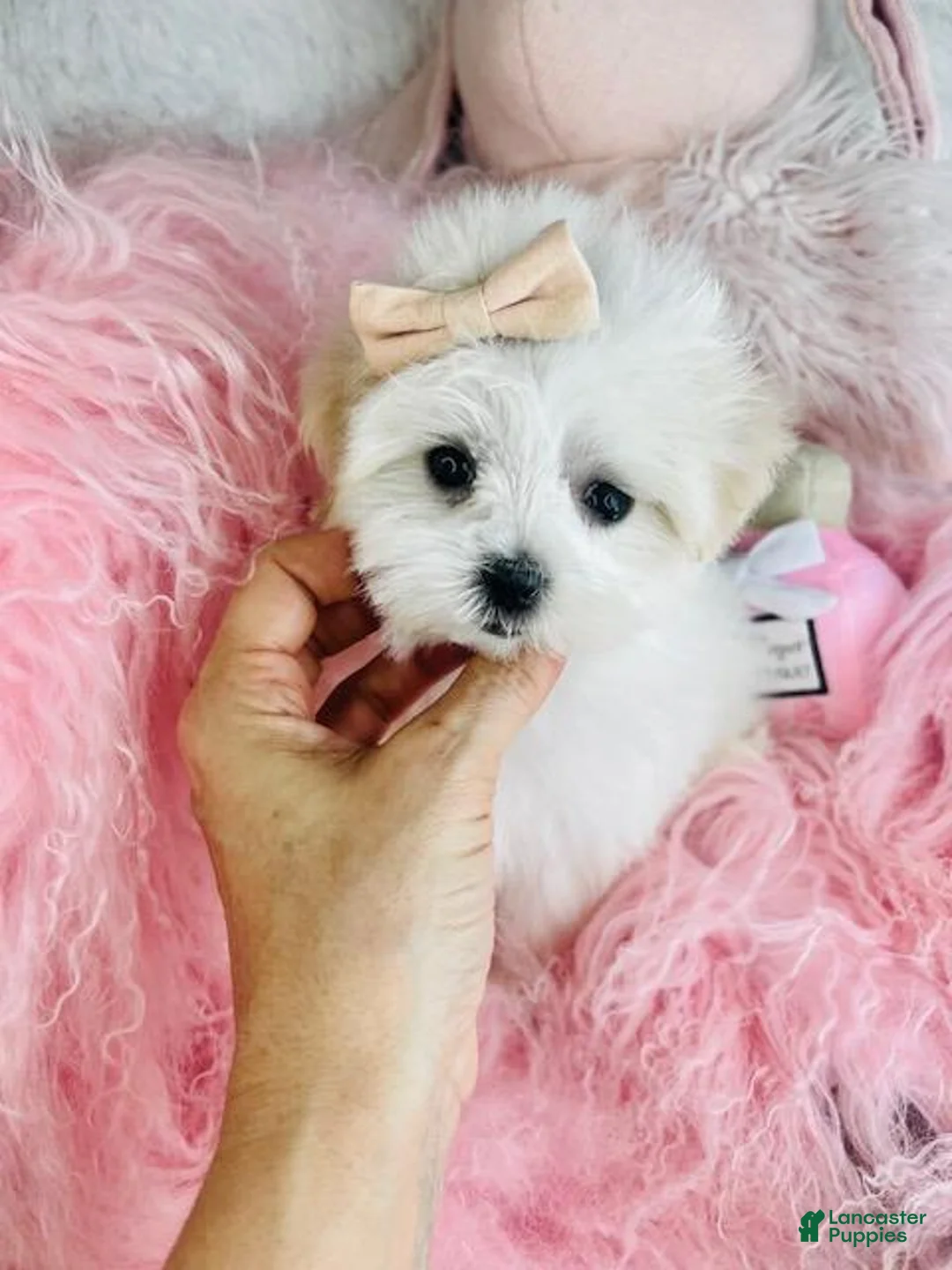 Maltese dogs for sale: Maltese Puppy 1 - Ad 2