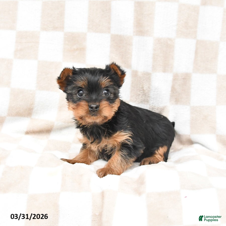 Yorkshire Terrier dogs Rosie - Ad 1