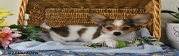 Papillon dogs for sale: Buddy - Ad 5