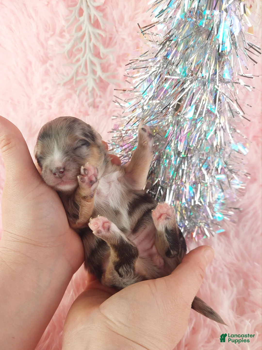 Chihuahua dogs for sale:  Priscilla - Ad 2