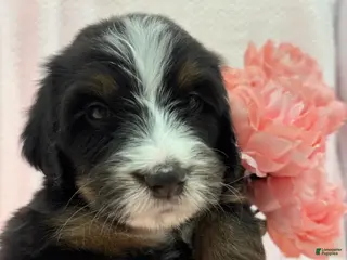Bernedoodle dogs for sale: Bernedoodle Puppy 13 - Ad 4