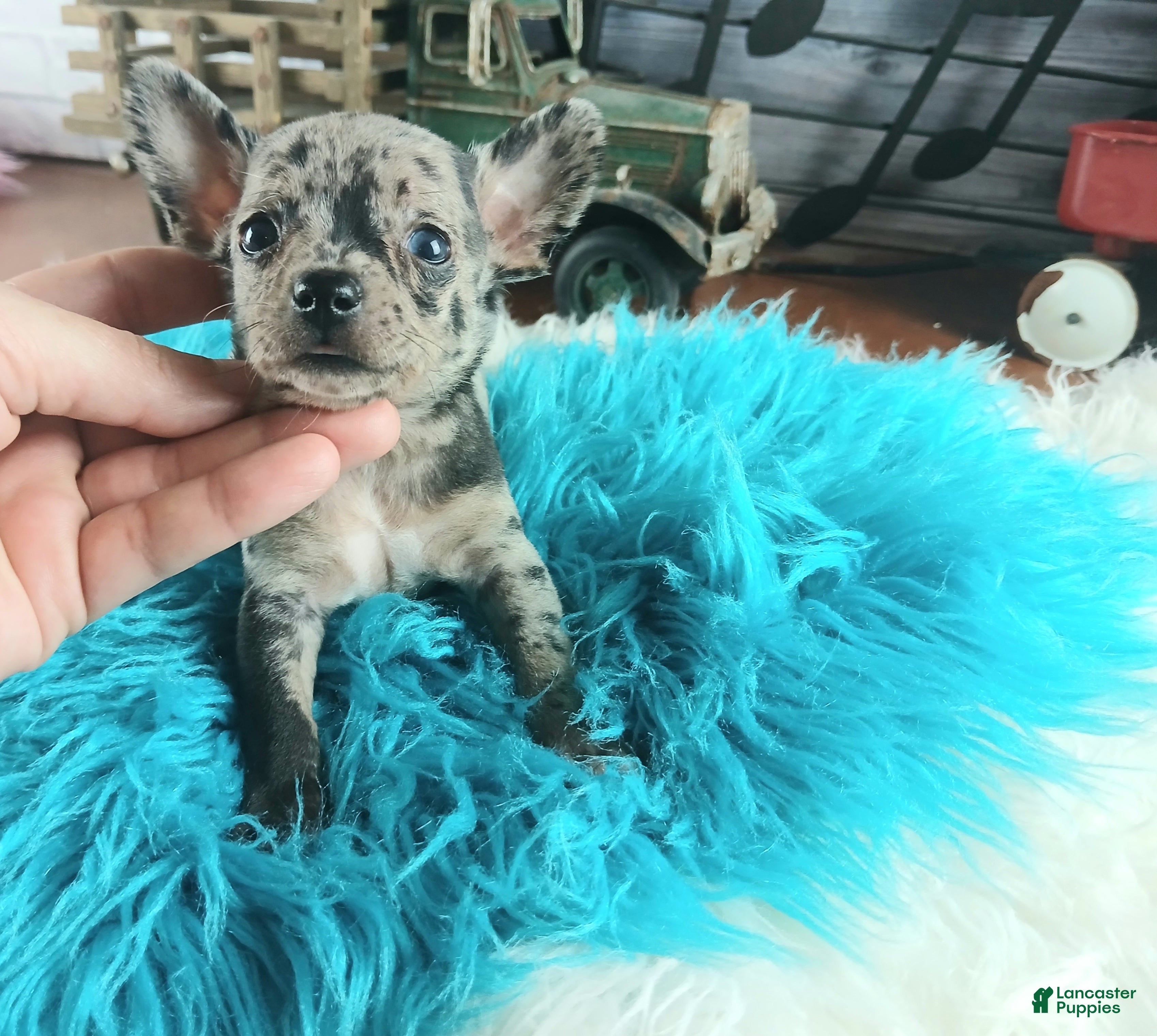 Chihuahua dogs Mouses blue merle boy - Ad 1