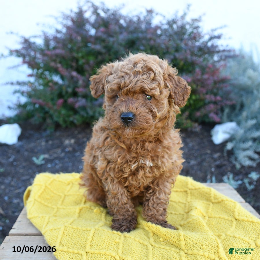 Toy Poodle dogs Enzo - Ad 1