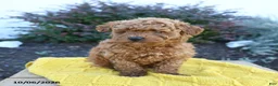 Toy Poodle dogs for sale: Enzo - Ad 1