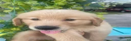 Golden Retriever dogs for sale: Blue collar boy - Ad 4