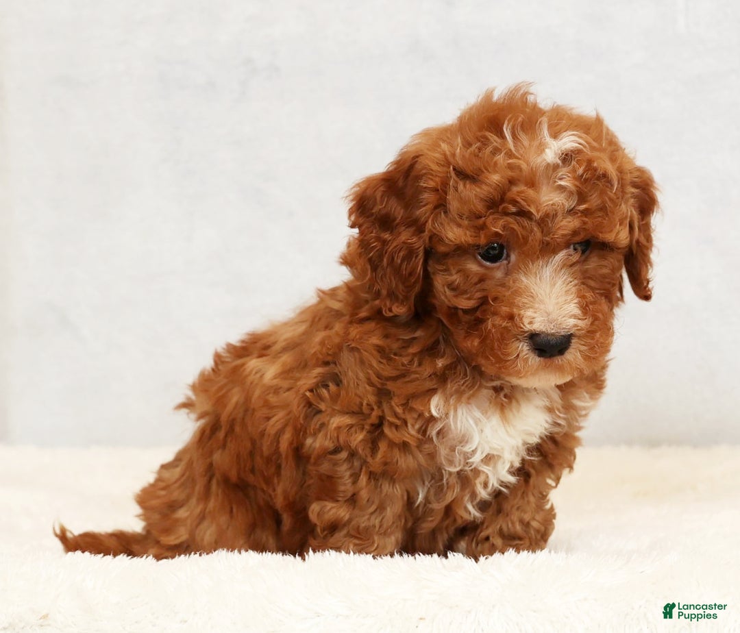 Bichpoo dogs for sale: Eric - Ad 6