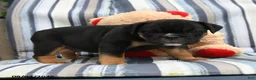 Olde English Bulldogge dogs for sale: Amber - Ad 3