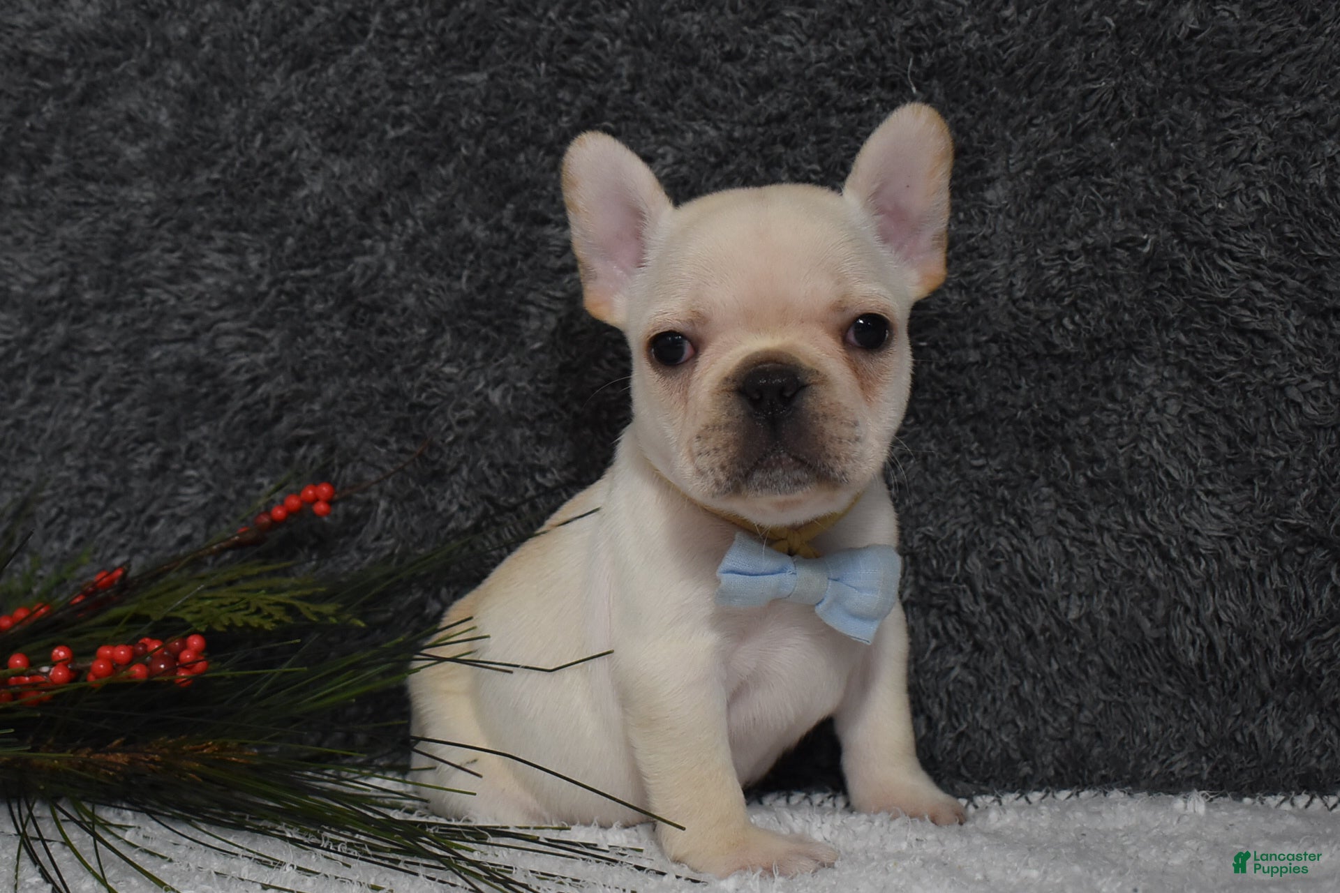 French Bulldog dogs Wyatt  - Ad 20