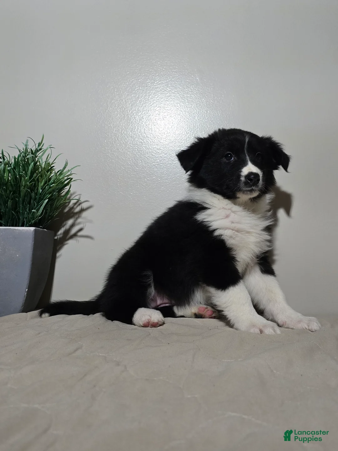 Australian Shepherd dogs for sale: Samantha  - Ad 3