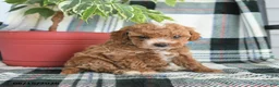 Cavapoo dogs for sale: Atticus - Ad 3