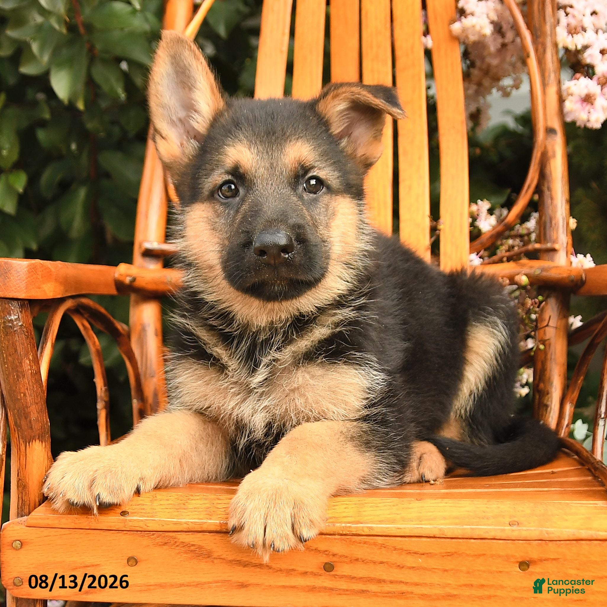 German Shepherd dogs Deisel - Ad 2