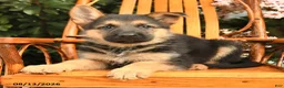 German Shepherd dogs for sale: Deisel - Ad 2