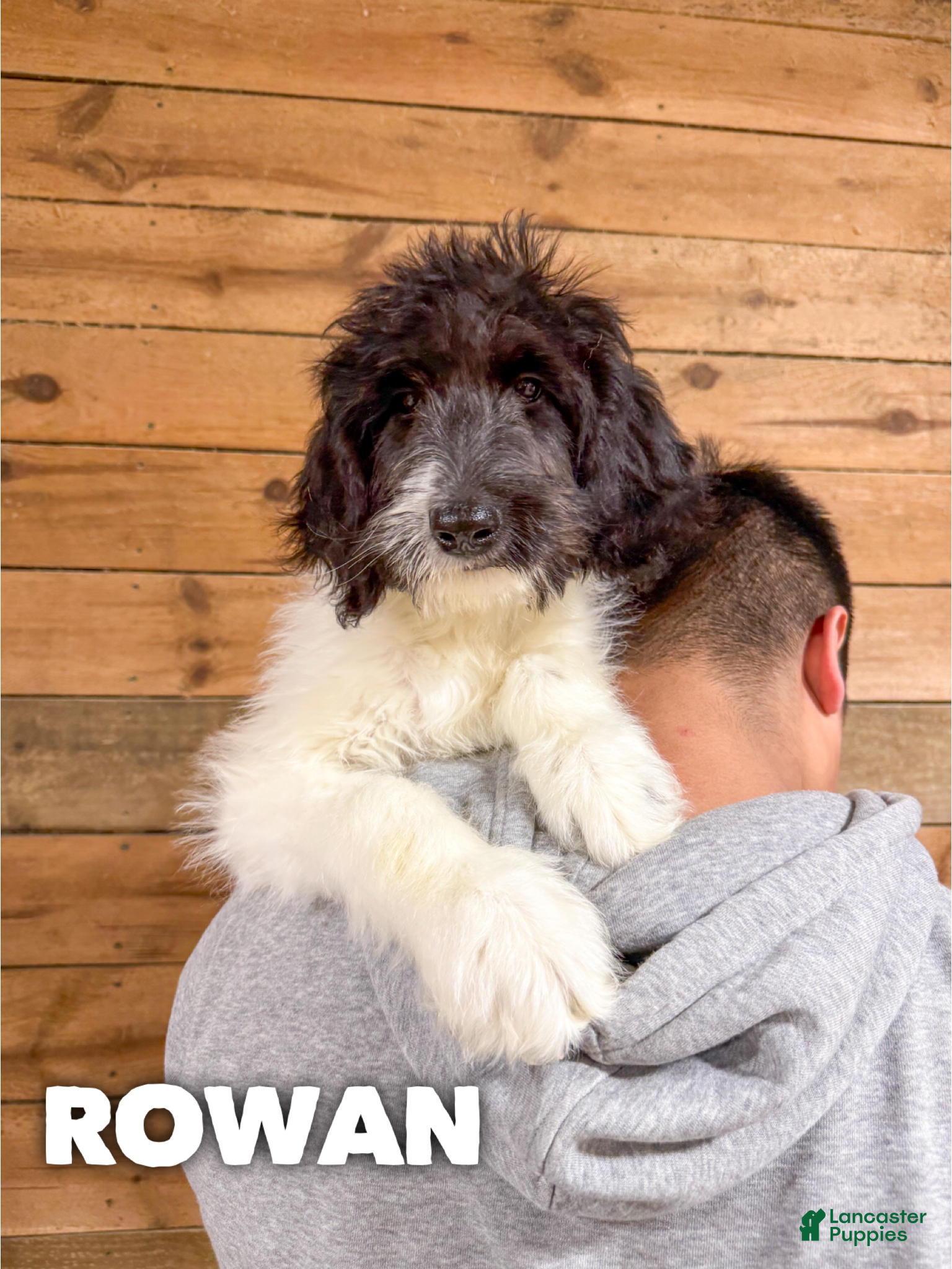 Saint Berdoodles dogs Rowan - Ad 9