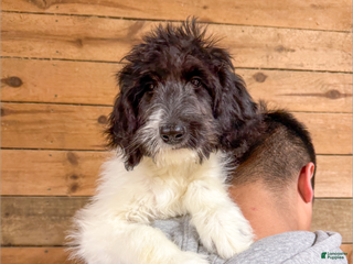 Saint Berdoodles dogs Rowan - Ad 9