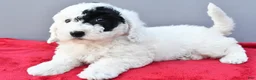 Mini Sheepadoodle dogs for sale: Theo - Ad 9
