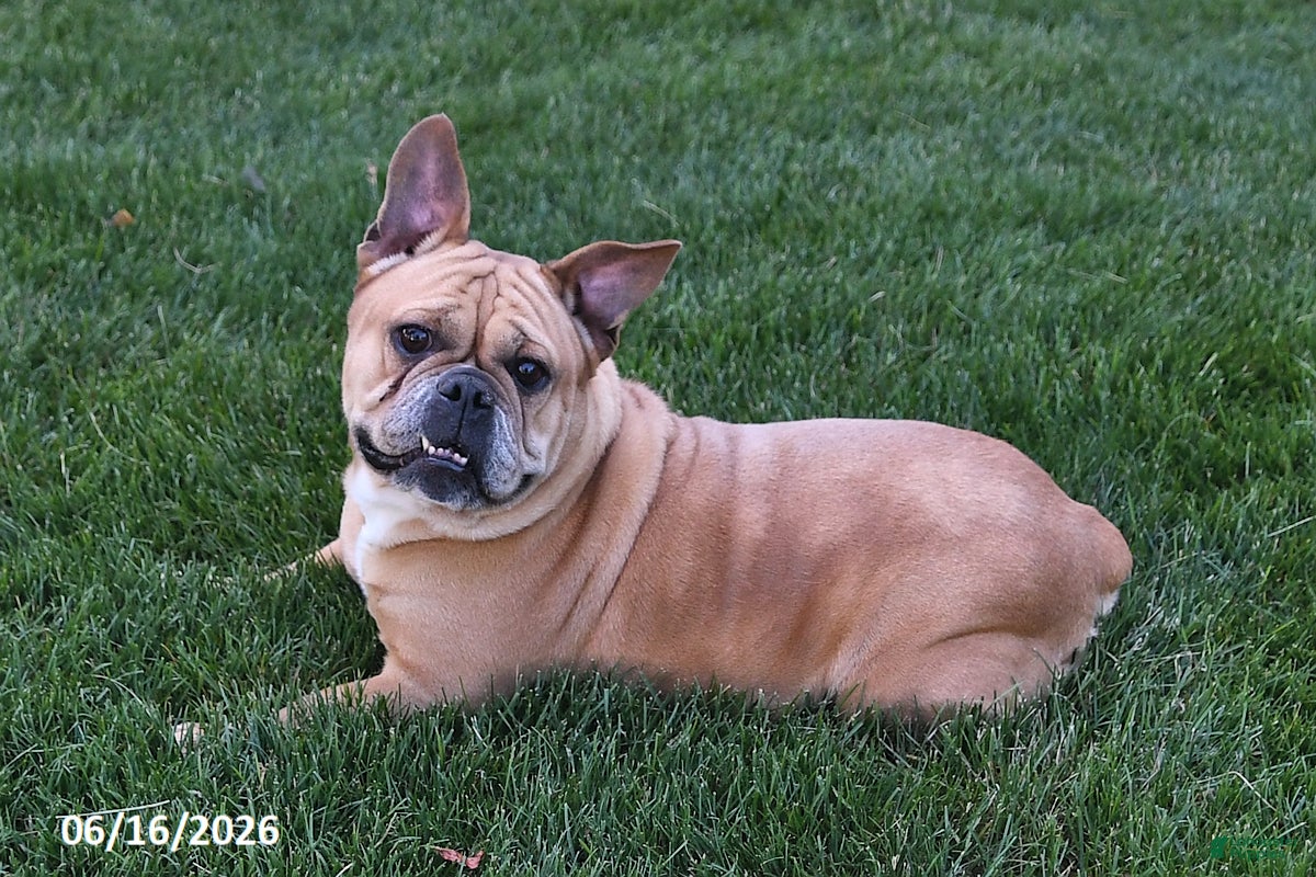 Mixed Breed dogs Wendy - Ad 1