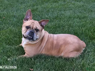 Mixed Breed dogs for sale: Wendy - Ad 2