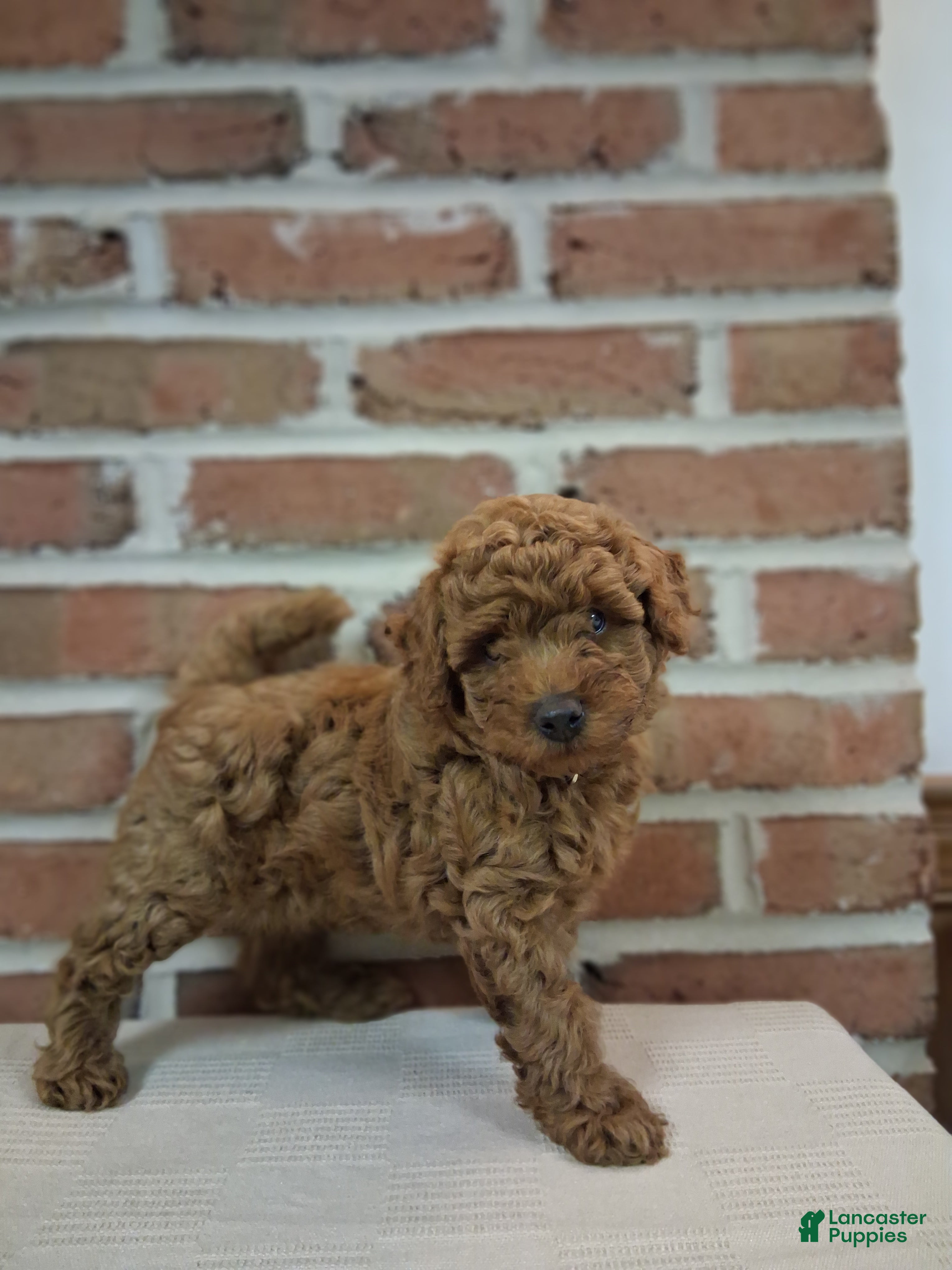 Toy Poodle dogs Tucker - Ad 2