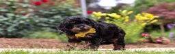 Cavapoo dogs for sale: Alex - Ad 5