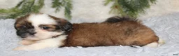 Shih Tzu dogs for sale: Shih Tzu 2 - Ad 5