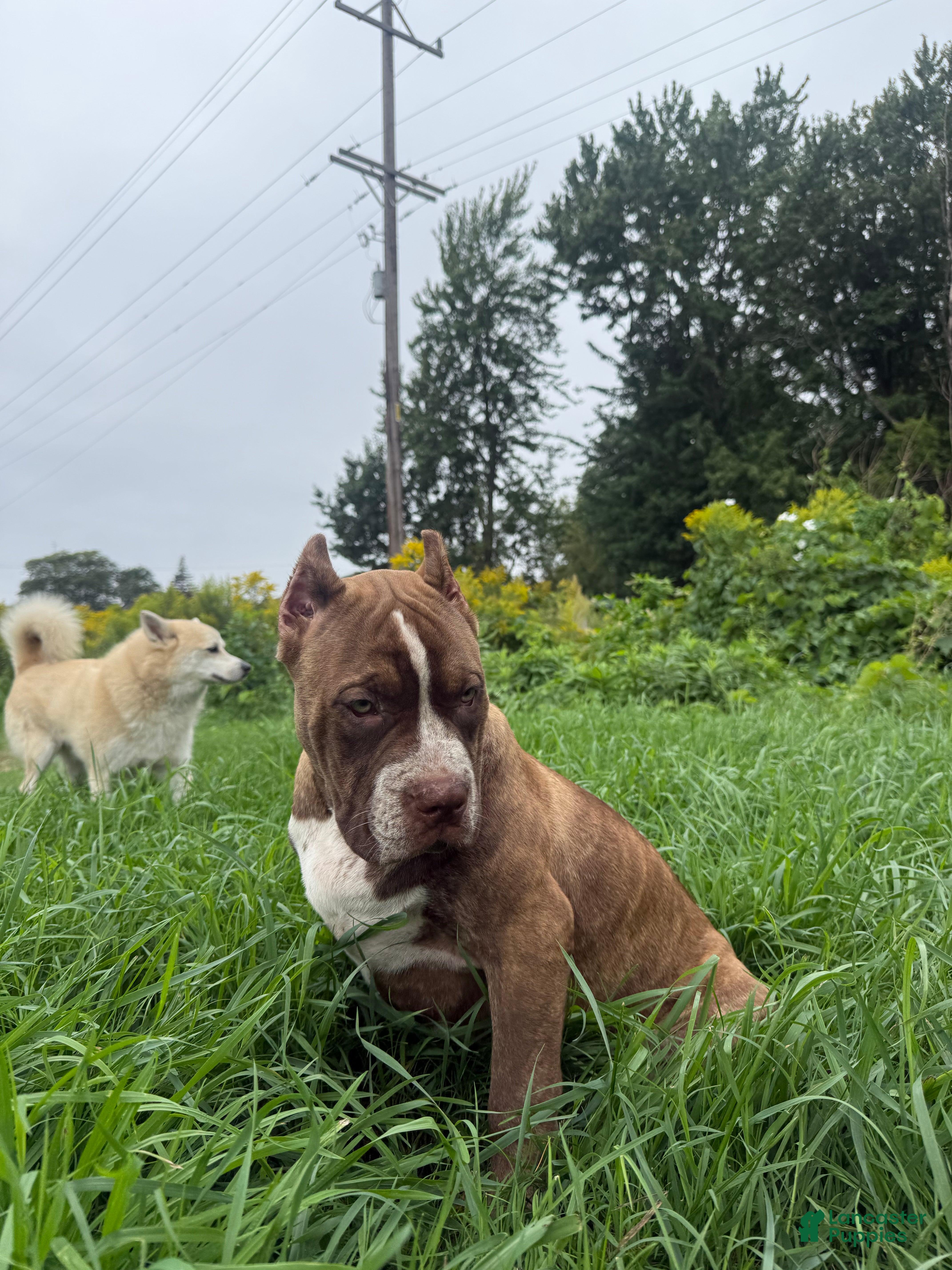 American Bully dogs American Bully 1 - Ad 1
