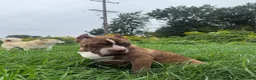 American Bully dogs for sale: American Bully 1 - Ad 1