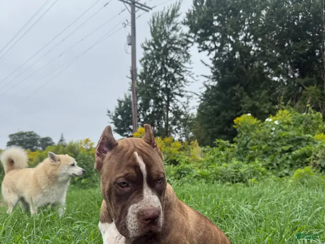 American Bully dogs for sale: American Bully 1 - Ad 1
