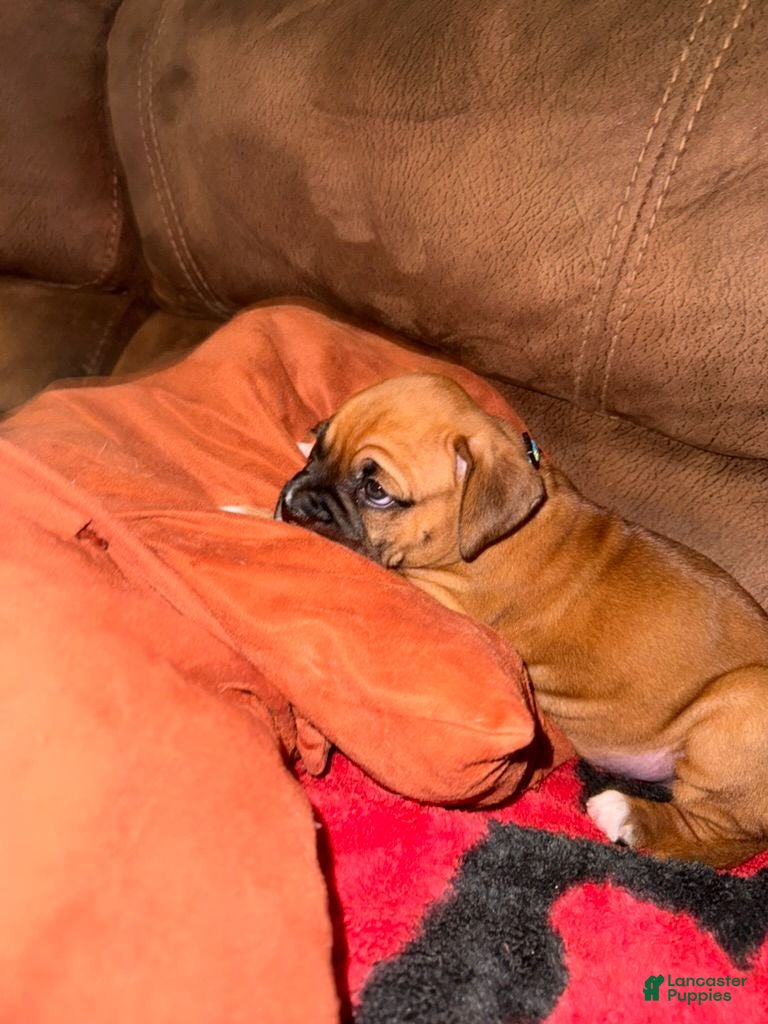 Boxer dogs Scrappy Doo - Ad 4