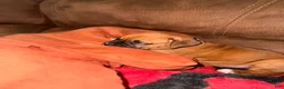 Boxer dogs for sale: Scrappy Doo - Ad 4