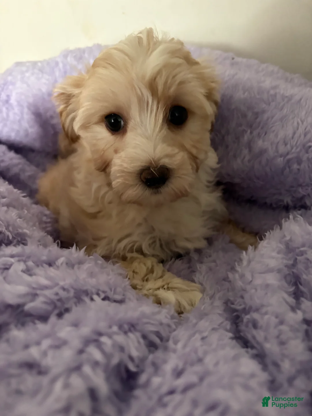 Morkie dogs for sale: blossom  - Ad 1