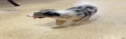 Australian Shepherd dogs for sale: Raptor  - Ad 3