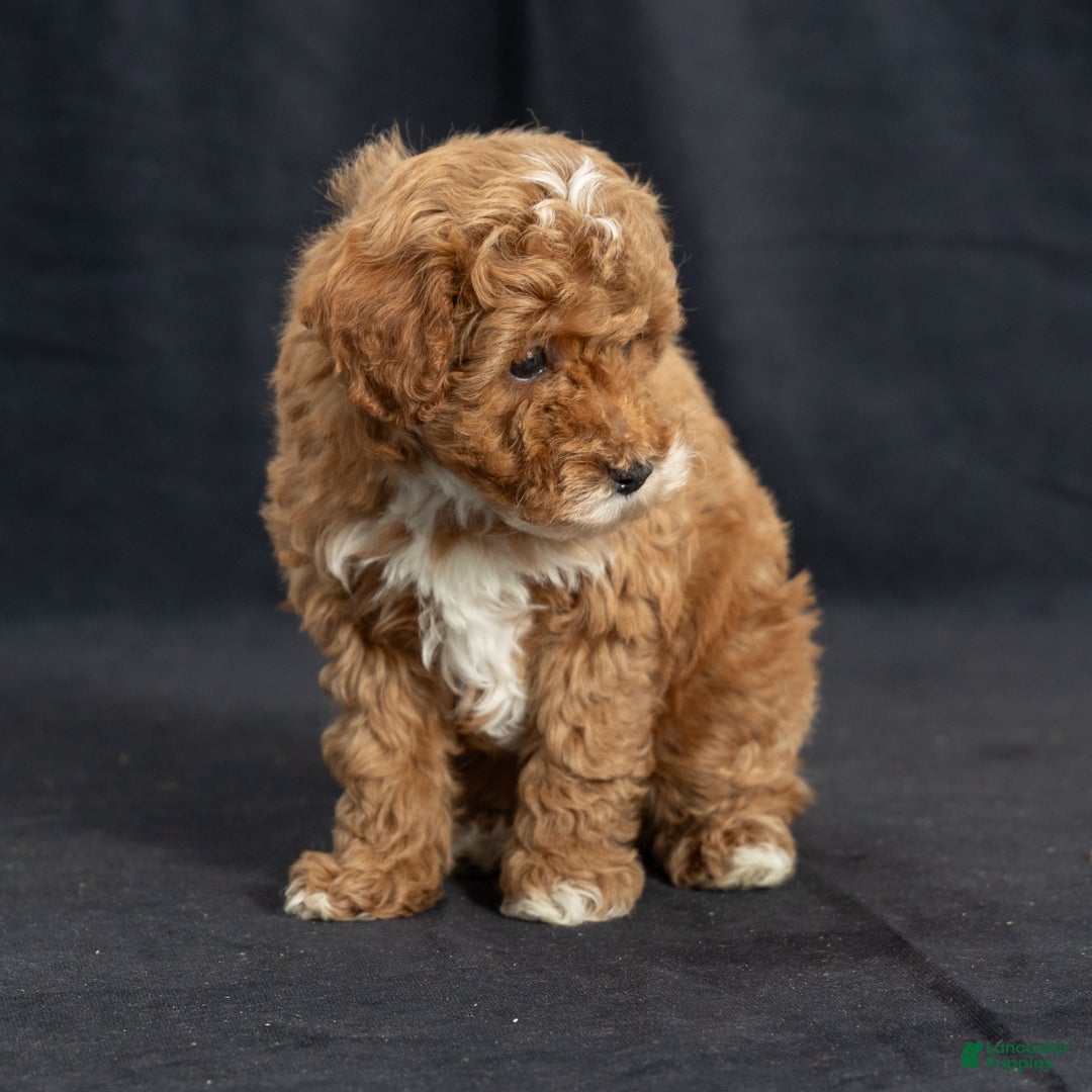Miniature Poodle dogs for sale: Kristen - Ad 3