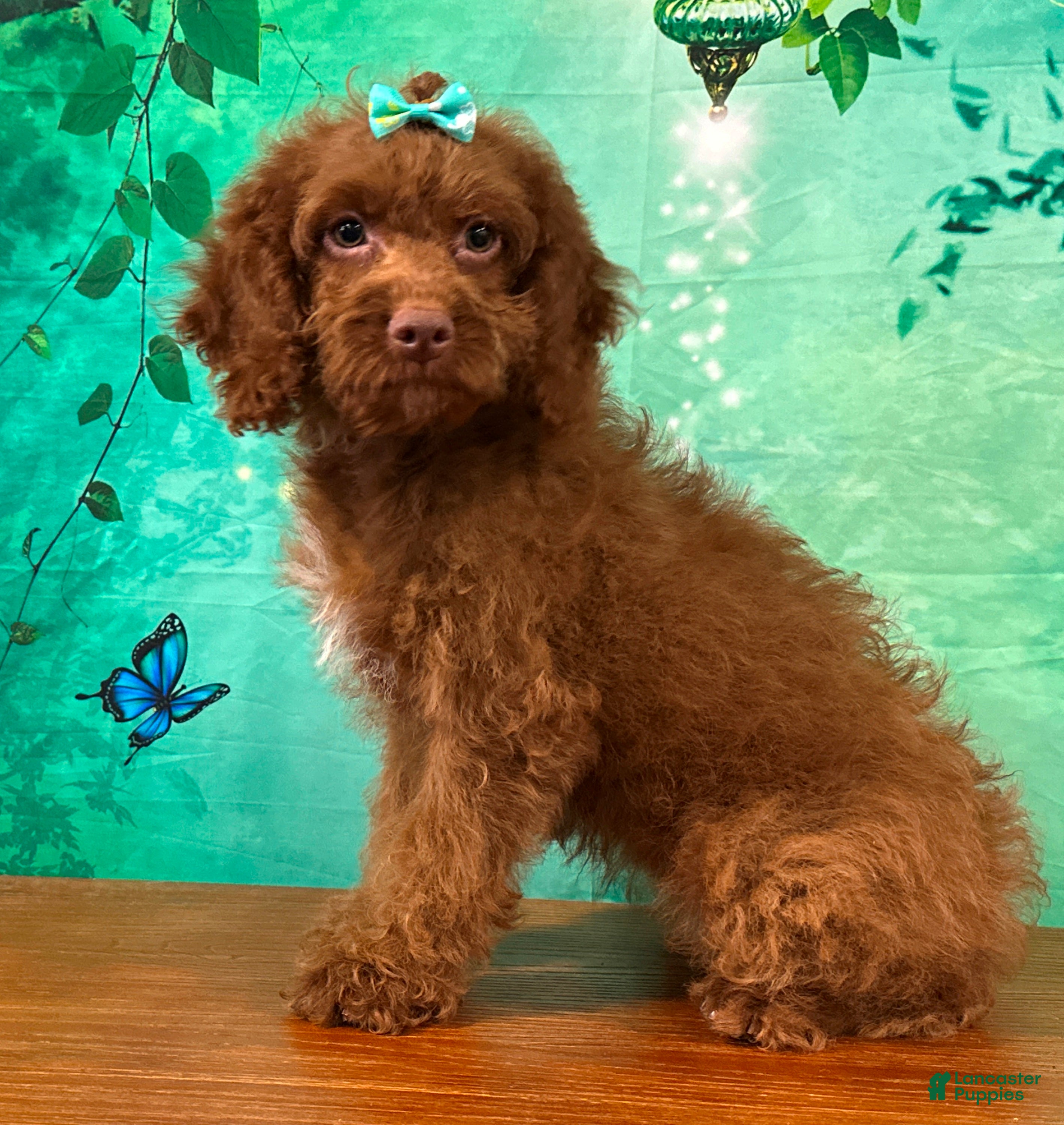 Cockapoo dogs Honey - Ad 1