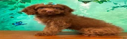 Cockapoo dogs for sale: Honey - Ad 1