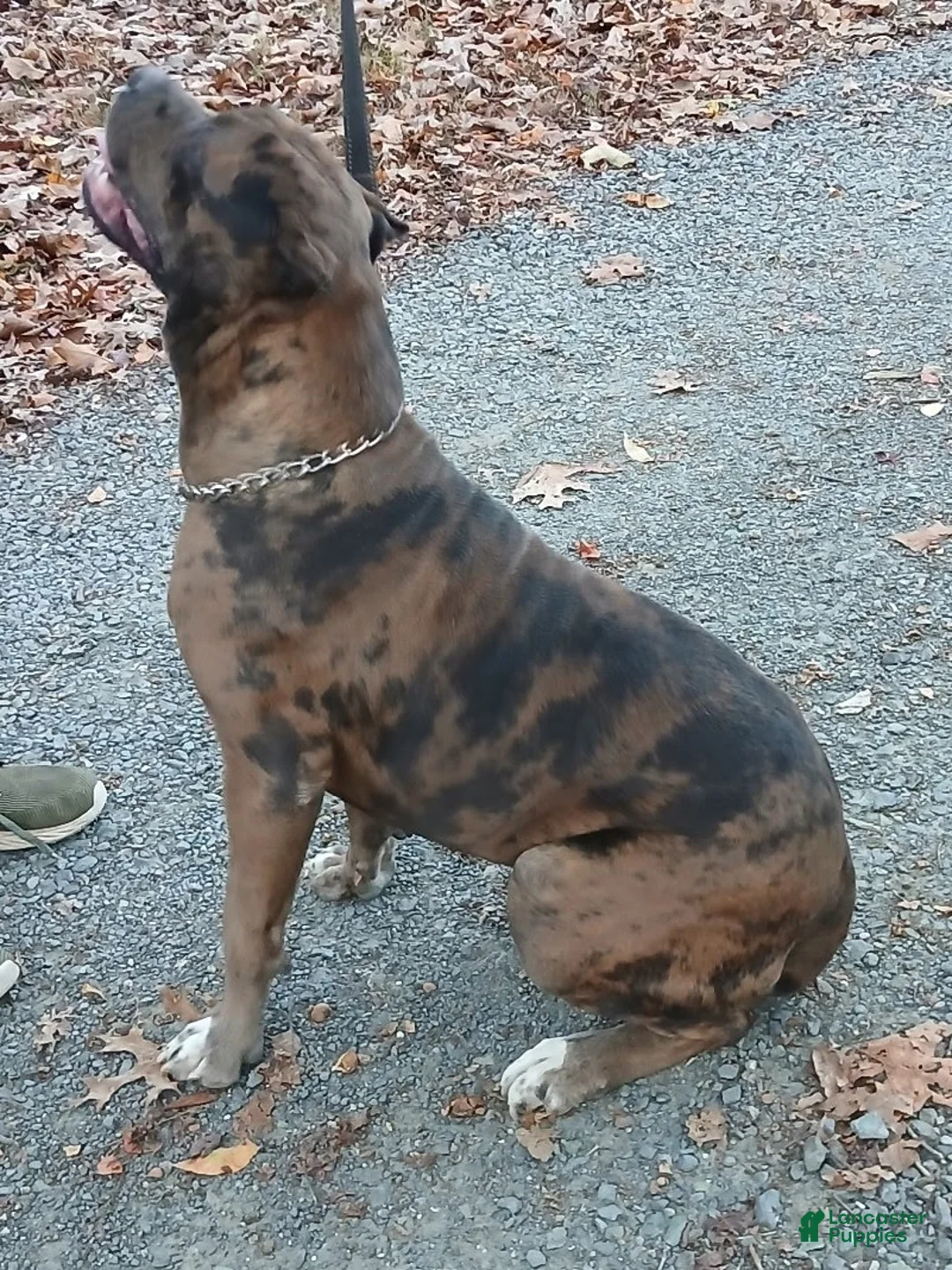 Cane Corso dogs for sale: Coco - Ad 1