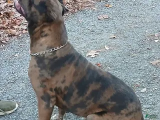 Cane Corso dogs Coco - Ad 11