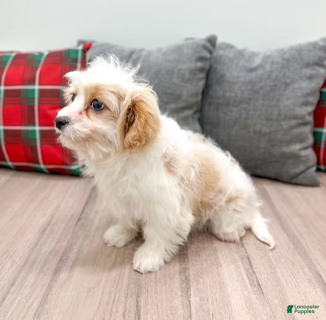 Cavapoo dogs for sale: Ollie - Ad 4