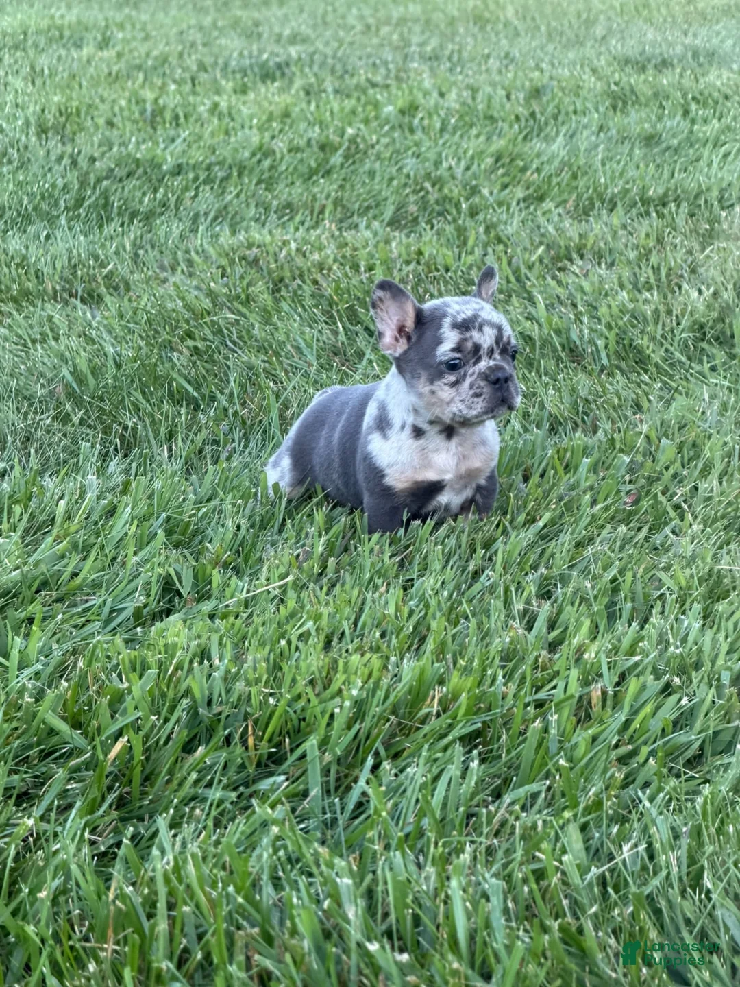 French Bulldog dogs for sale: Dex - Ad 3