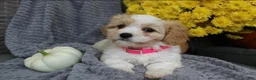 Cavachon dogs for sale: Bella - Ad 5