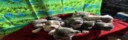 American Pit Bull Terrier dogs for sale: American Pit Bull Terrier Puppy 1 - Ad 3