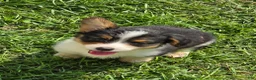 Welsh Corgi Pembroke dogs for sale: Raina - Ad 4