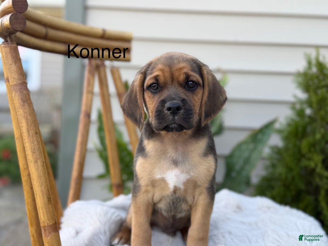 Squirrel Hunting Dog Mountain Feist Size Kemmer Feist Black And