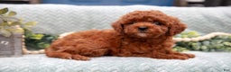 Mini Goldendoodle dogs for sale: Baxter - Ad 2