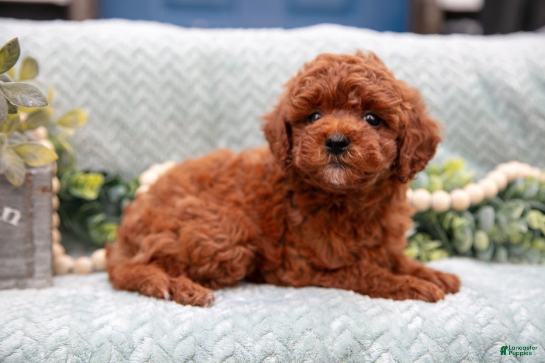 Mini Goldendoodle dogs for sale: Baxter - Ad 2