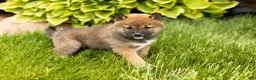 Shiba Inu dogs for sale: Jody  - Ad 4