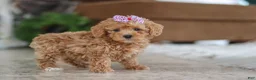 Schnoodle dogs for sale: Willow - Ad 3
