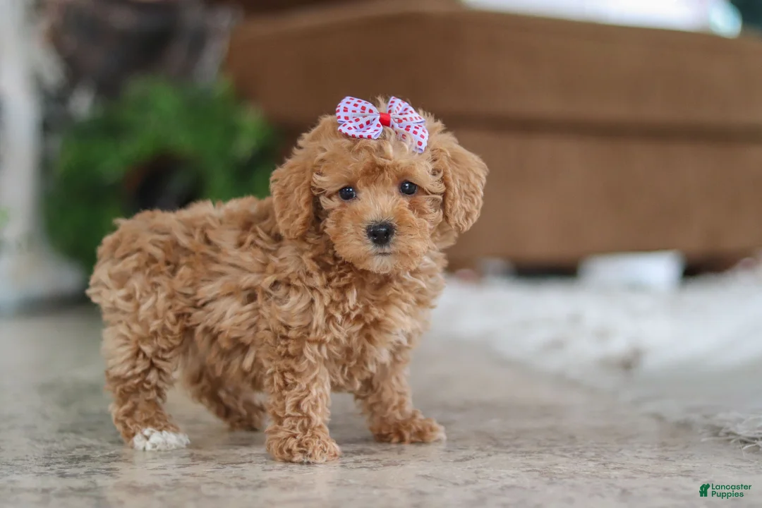 Schnoodle dogs for sale: Willow - Ad 3