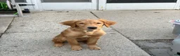 Golden Retriever dogs for sale: Prince - Ad 11