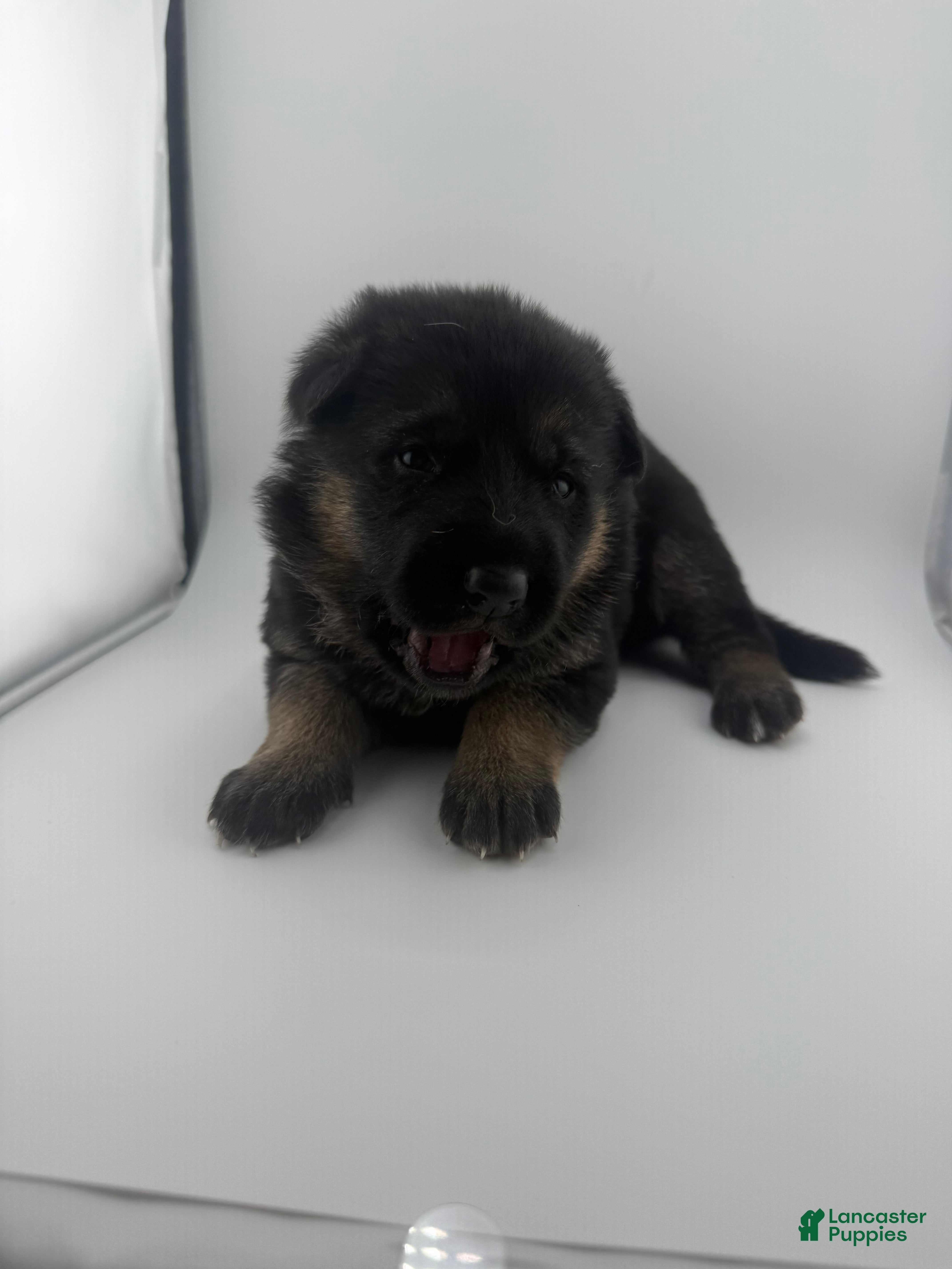 German Shepherd dogs Dixie - Ad 1